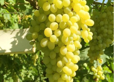 葡萄保存方法 葡萄的保存最佳方法