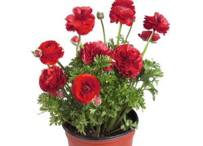 芹叶牡丹怎么养 芹叶牡丹养殖方法