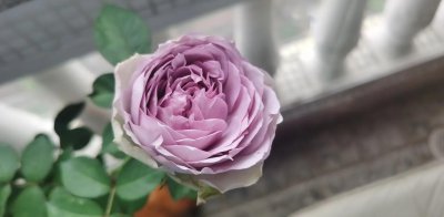 蓝莓蛋糕月季优缺点 蓝莓蛋糕夏花表现如何 长势快不快