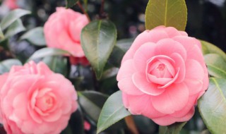 茶花可以插扦吗 茶花能插扦吗