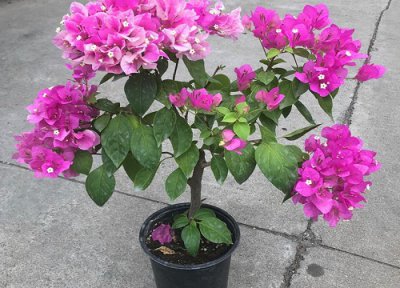 冬季怎样养三角梅开花 秋天怎么养三角梅准能开花