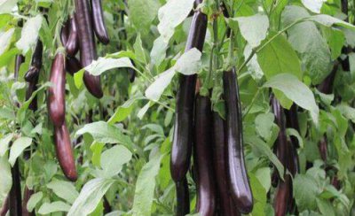 蔬菜育苗常用的嫁接方法和技术 蔬菜嫁接技术大全图解