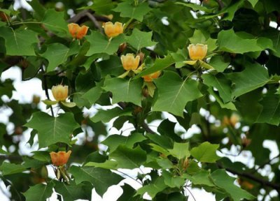 鹅掌楸木特点 鹅掌楸木是什么木材