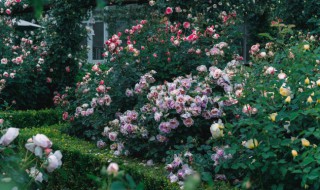家里阳台种植月季花可以吗 家里阳台能不能种植月季花
