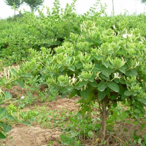家里庭院可以栽金银花吗 院子里栽种金银花好不好