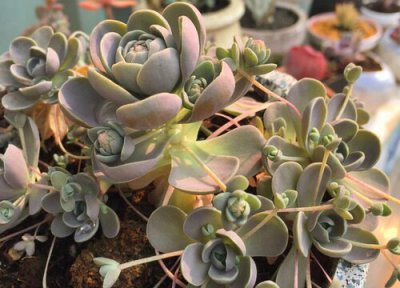 十大最难养多肉排名 最难养多肉植物品种排行榜图片