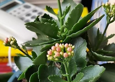 开花后的长寿花怎样修剪 长寿花开花后如何修剪帮助它二次开花