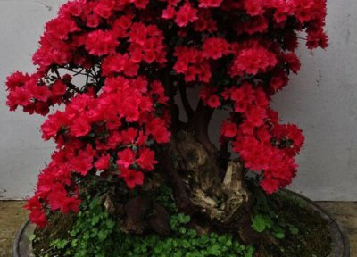 最容易养活的杜鹃品种 什么品种杜鹃花适合家庭养