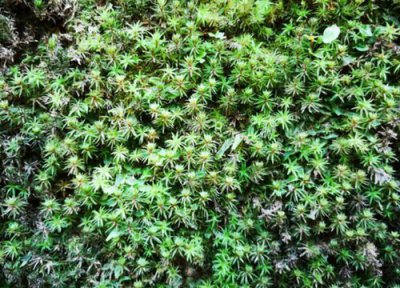 地衣是植物吗 属于什么类植物