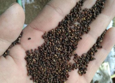 二月兰种子播种时间 二月兰种子什么时候播种最好