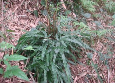 金鱼尾巴发红是什么原因 金鸡尾叶片发红的原因和解决方法