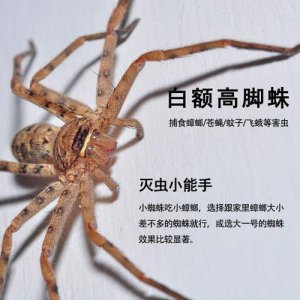 高脚蜘蛛有毒吗 无毒的白额高脚蛛的特点与习性