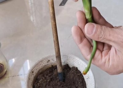 龟背竹扦插新方法 龟背竹都有哪些扦插方法