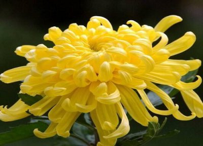 菊花放家里是否不吉利 菊花摆在家里有讲究禁忌吗