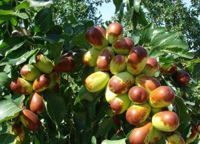 门前最旺宅的风水树 阳宅家门口栽什么树镇宅最吉利