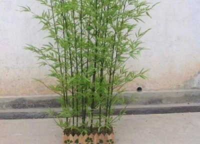 如何让竹子快速生根 怎么让竹子快速长根