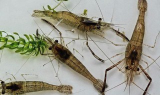 青虾煮多久 青虾煮几分钟才可食用