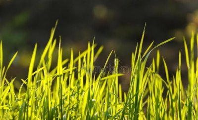 小草的品质和精神有哪些 我们要学习小草的什么精神