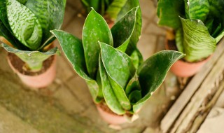 虎皮兰的花语 关于虎皮兰的花语介绍