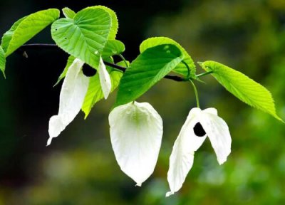 鸽子树类型与属性 鸽子树是什么植物类别