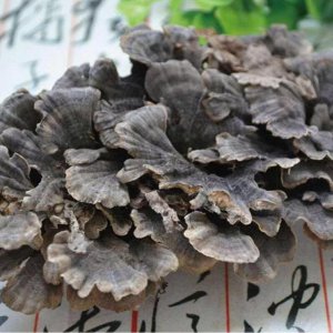 云芝和灵芝区别 云芝和灵芝的区别