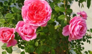 盆栽月季冬天怎么养 盆栽月季冬天如何养