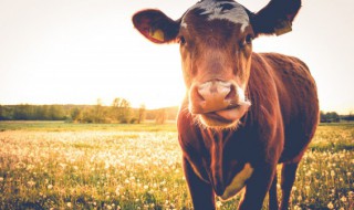 属牛几月出生最好命 属牛哪个月份出生最好