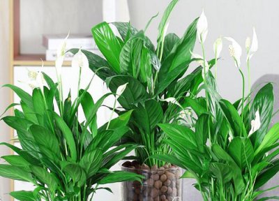 什么绿植合适室内种 室内养什么绿植最好看又好养活