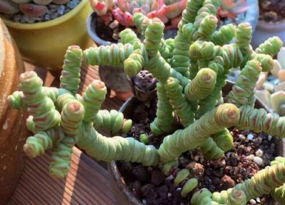 多肉钱串夏天要浇水吗 多肉钱串高温天如何养护叶片肥厚