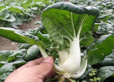 小白菜洗干净的方法 小白菜怎么洗才干净