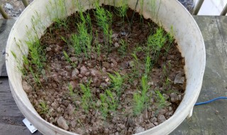 盆栽芦笋苗的管理浇水方法 盆栽芦笋苗如何浇水