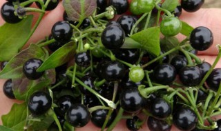 龙葵果可以直接吃吗 直接吃龙葵果好吗