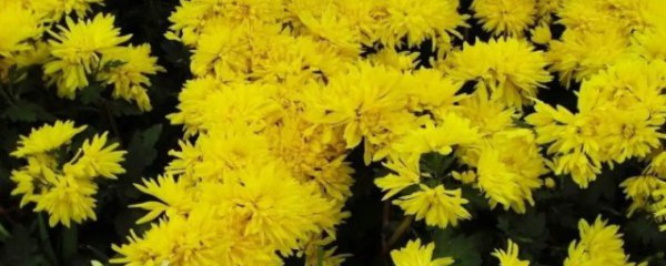 黄色菊花什么季节修剪