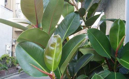 橡皮树换盆后叶子变软下垂怎么办