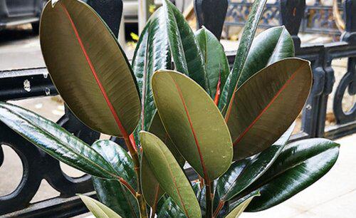 橡皮树换盆后叶子变软下垂怎么办