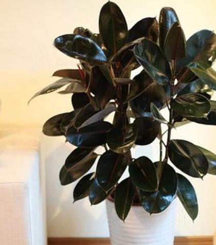 橡皮树换盆后叶子变软下垂怎么办