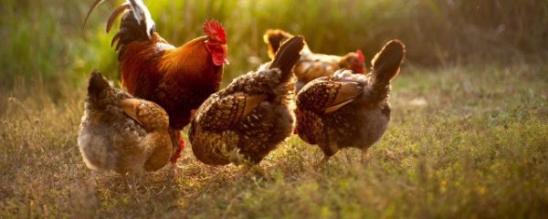 土鸡吃谷物的好处和坏处