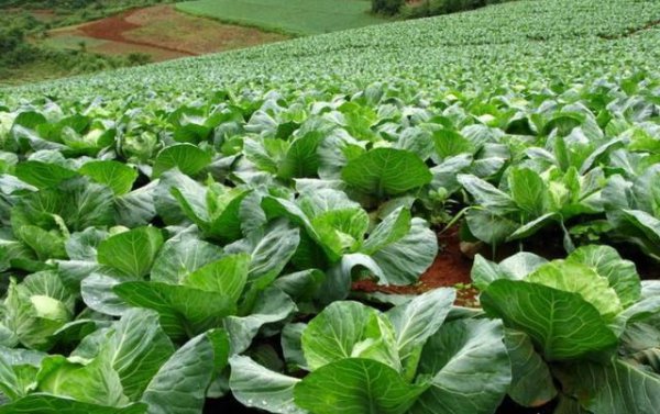 蔬菜种植时如何预防干热风