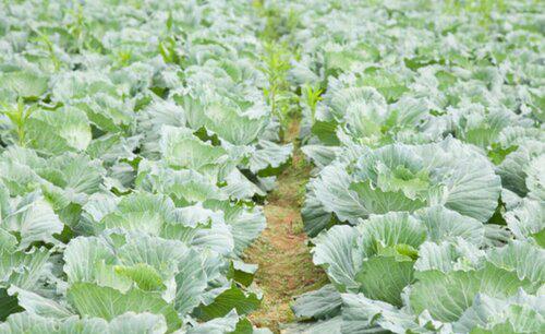 蔬菜种植时如何预防干热风