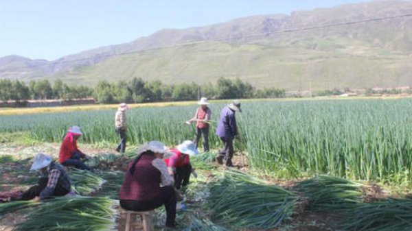 蔬菜种植时如何预防干热风