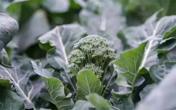 农村种植品种有哪些种类