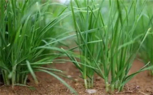 农村种植品种有哪些种类