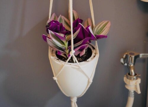 多肉几天浇一次水比较好