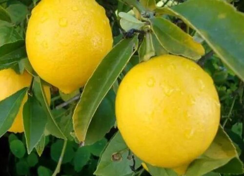 柠檬是热带水果吗