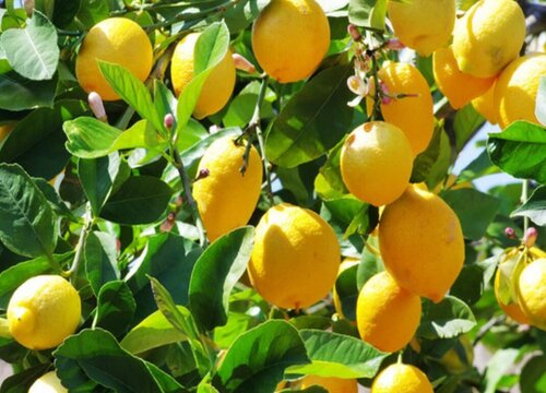 柠檬是热带水果吗