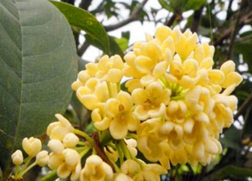 扦插的桂花不长根该怎么养护