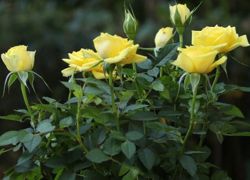 玫瑰花怎样剪枝开的更多花