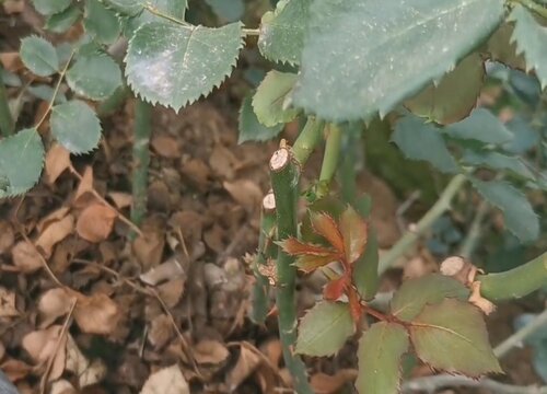 玫瑰花怎样剪枝开的更多花