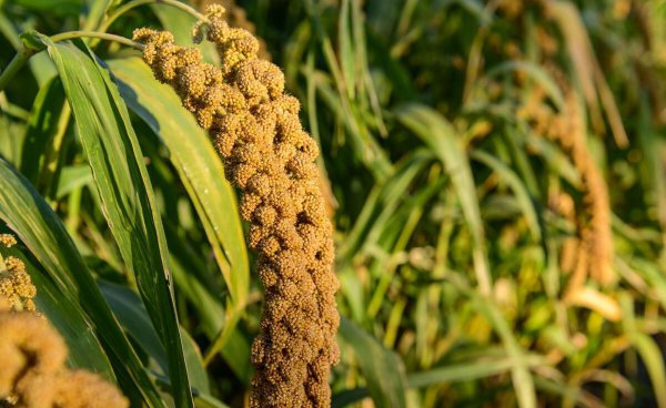 全国哪里的小米最好吃最出名