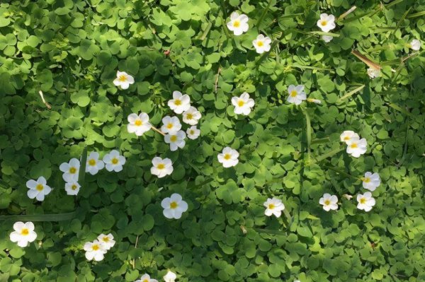 挽回巨蟹座女生的狠招